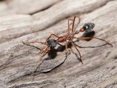 Myrmecia nigriceps