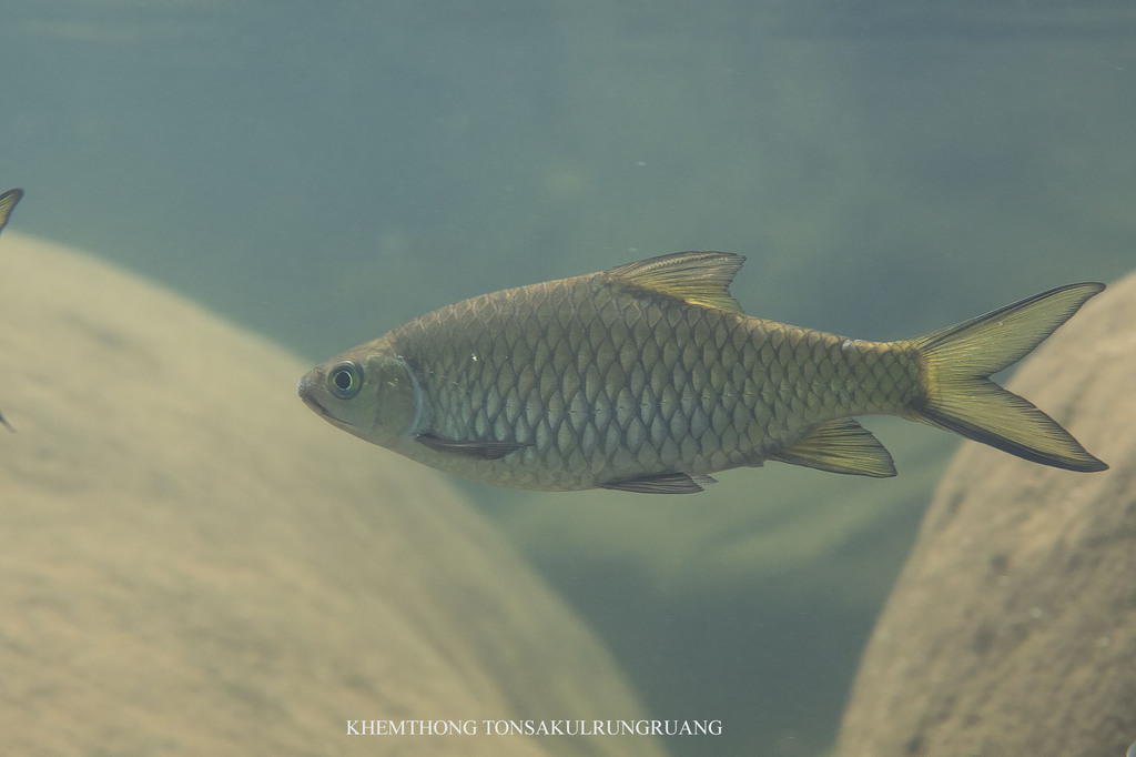 Waander's Bony Lipped Barb