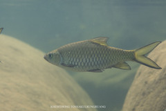 Waander's Bony Lipped Barb photo 1