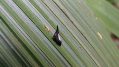 Membracidae