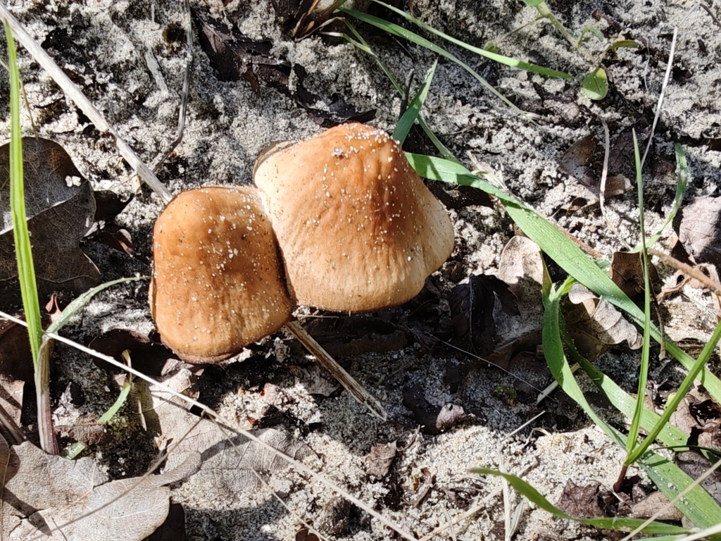 Psathyrella ammophila