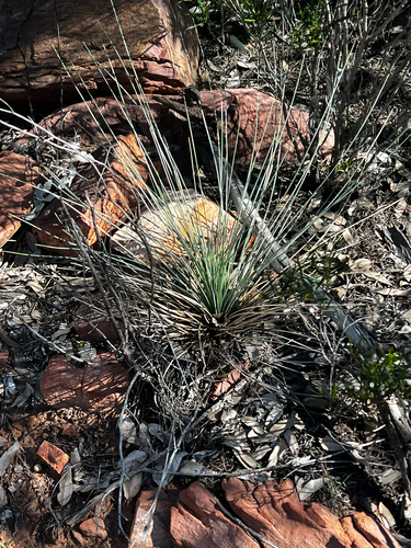 Yacka (Xanthorrhoea quadrangulata)