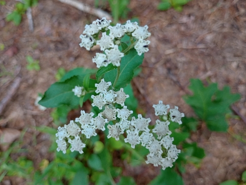 wild quinine (Parthenium integrifolium)