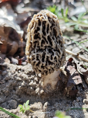 Morchella vulgaris — (c) Michel Langeveld, some rights reserved (CC BY)