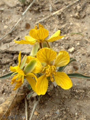 Senna pumilio