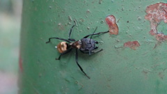 Camponotus sericeiventris