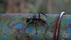 Camponotus sericeiventris