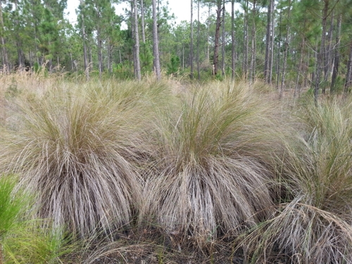 Image of Sporobolus bakeri by (c) Valerie Anderson, some rights reserved (CC BY)