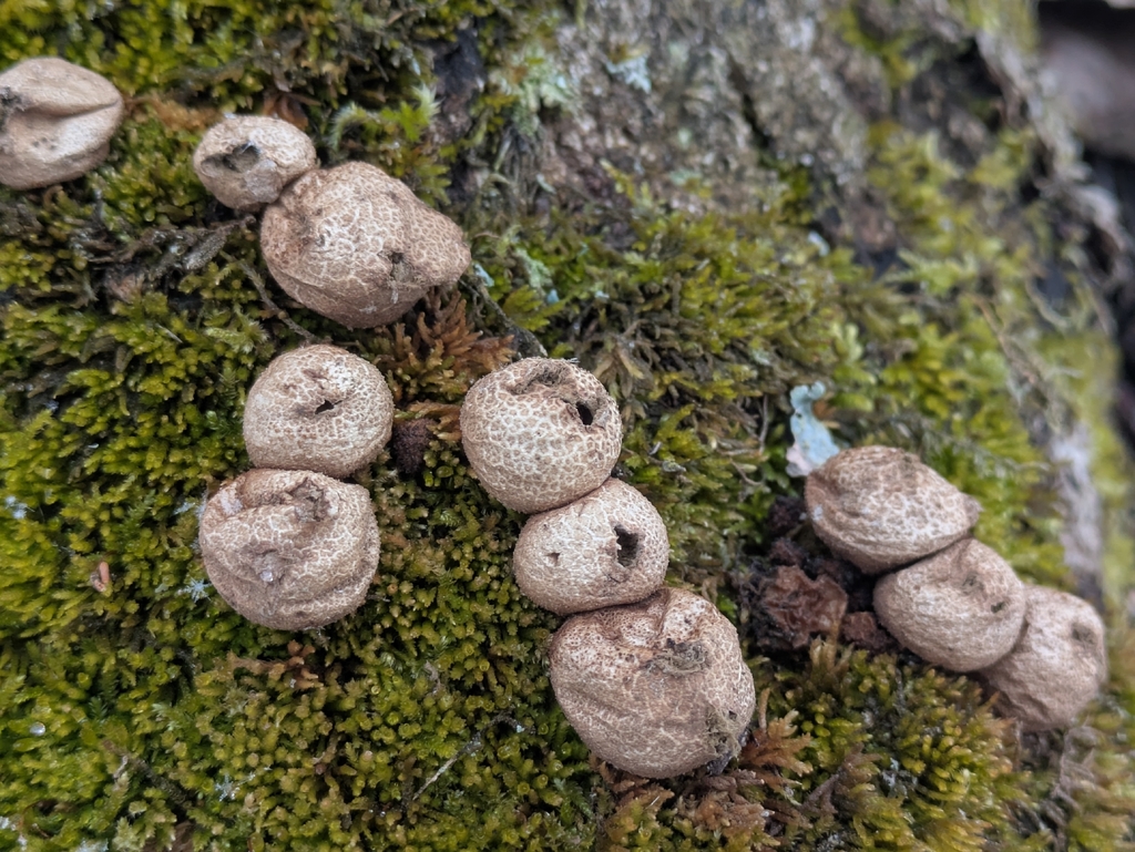 Apioperdon pyriforme · April 2026 · photo: © fionaspitzig (iNaturalist, cc0)