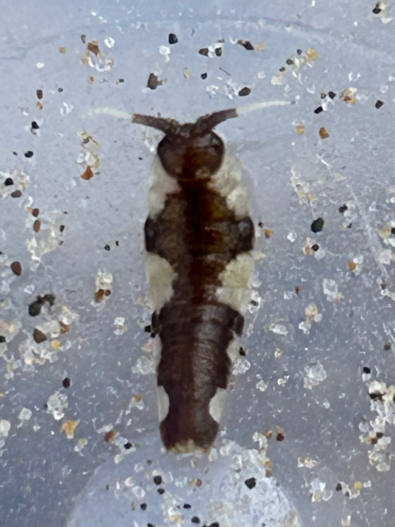 Idotea emarginata