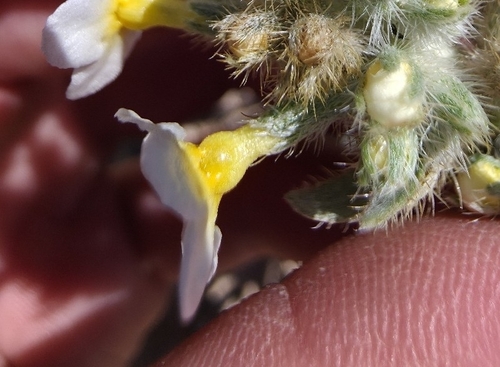 Johnston's cryptantha (Cryptantha johnstonii)