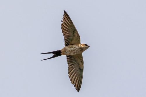 Eastern Red-rumped Swallow