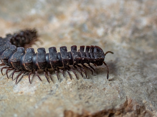 Macellolophus rubromarginatus