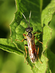 Tenthredo ferruginea