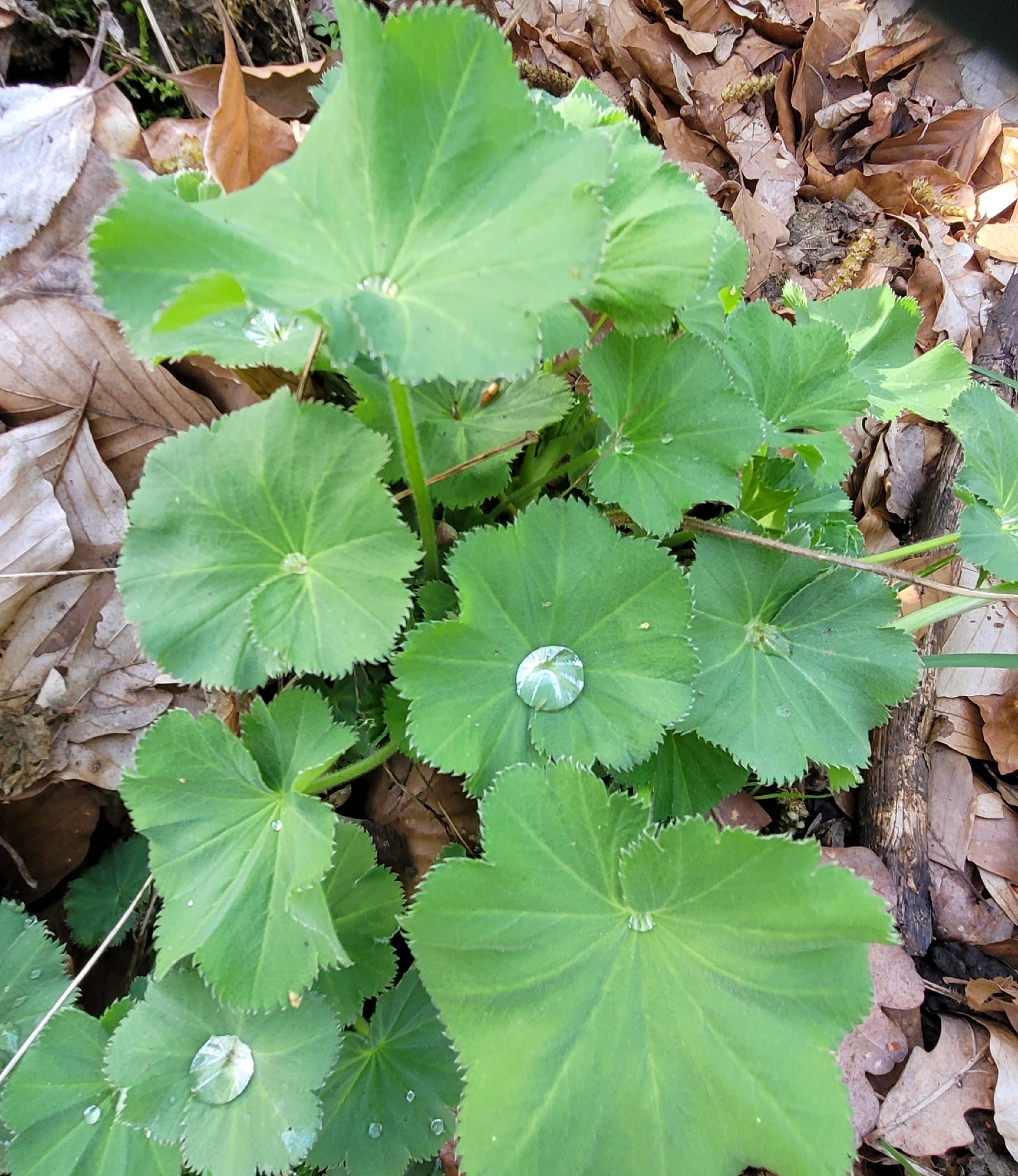 Garden Lady's-Mantle (Alchemilla mollis)