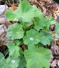 Garden Lady's-mantle (Alchemilla mollis)