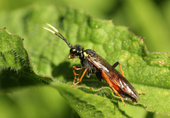 Tenthredo ferruginea