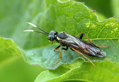 Tenthredo ferruginea