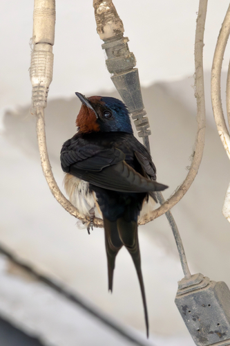 Barn Swallow
