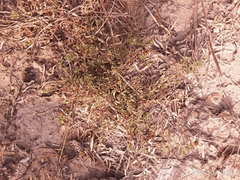Atriplex pentandra