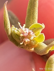 Atriplex pentandra