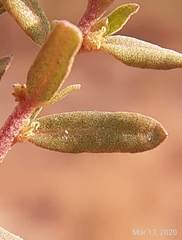 Atriplex pentandra
