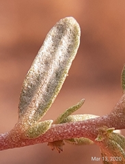 Atriplex pentandra