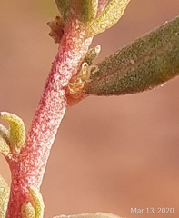 Atriplex pentandra