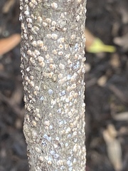Pseudaulacaspis pentagona