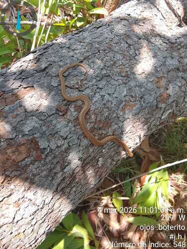 Apure Mock Viper