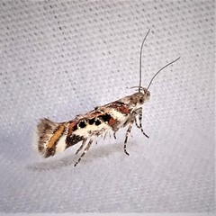 Aristotelia elegantella