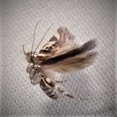 Aristotelia elegantella