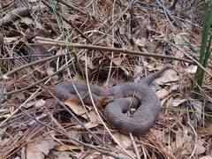 Nerodia sipedon