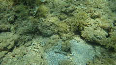 Cryptocentrus strigilliceps