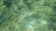 Cryptocentrus strigilliceps