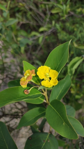 Stigmaphyllon paralias