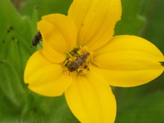 Acmaeodera neglecta neoneglecta