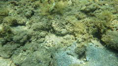 Cryptocentrus strigilliceps