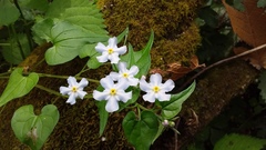 Mimophytum cardiophyllum