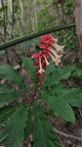 Amasonia campestris