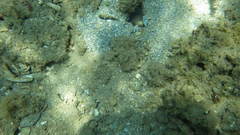 Cryptocentrus strigilliceps