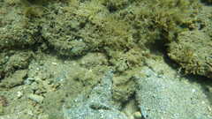 Cryptocentrus strigilliceps