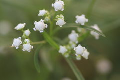 Parthenium hysterophorus