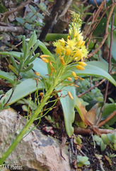 Bulbine latifolia latifolia