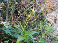 Bulbine latifolia latifolia