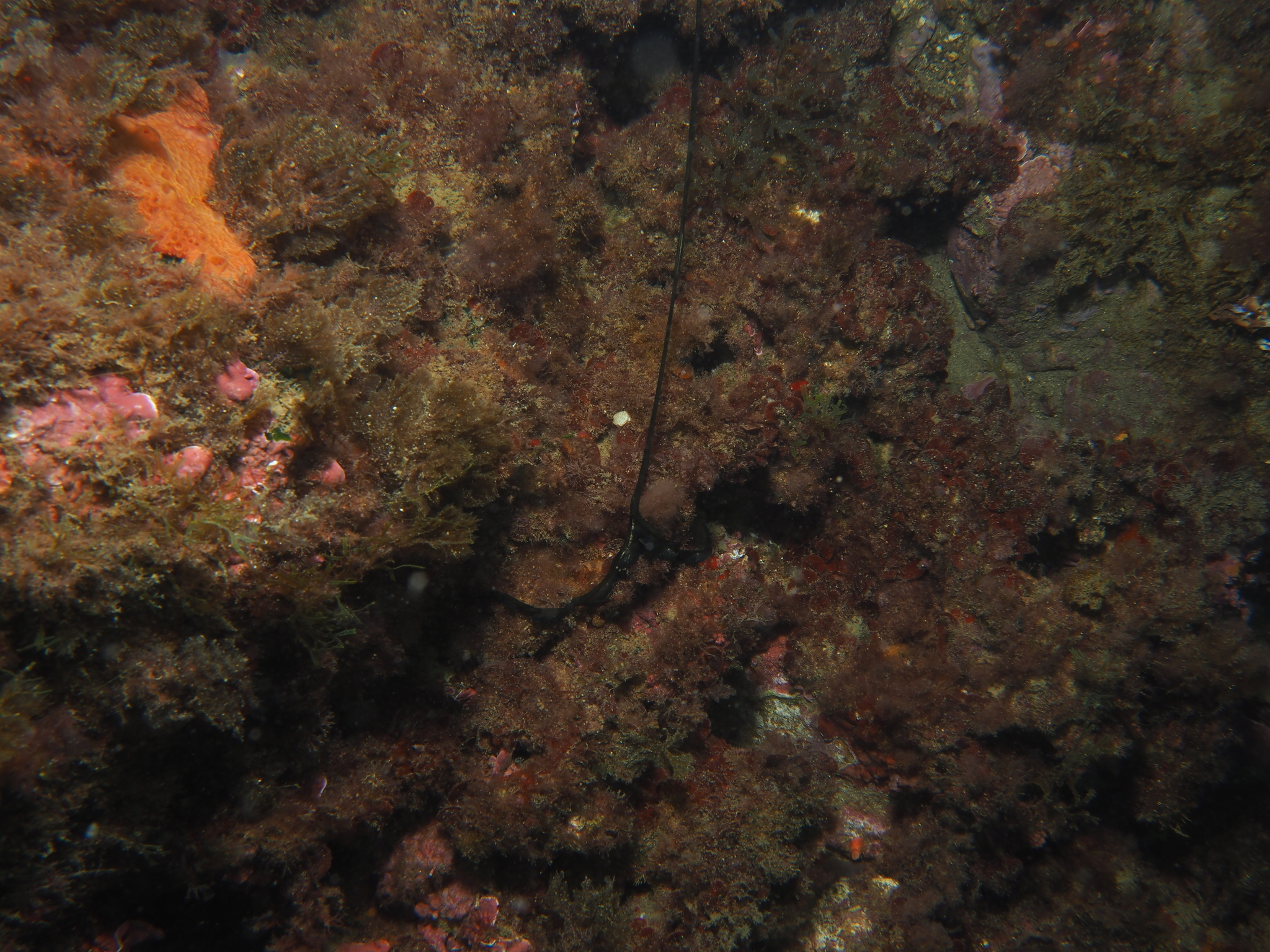 Bonellia viridis Rolando, 1822