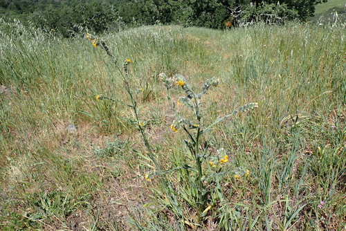 iNaturalist observation photo of Common Fiddleneck