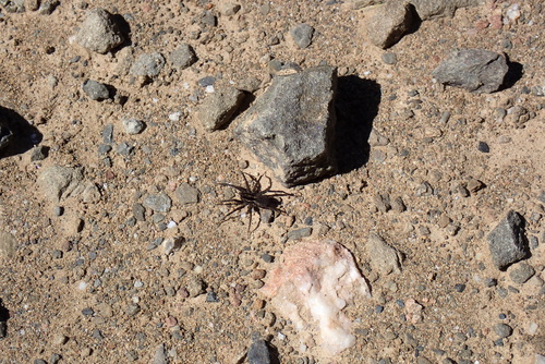 iNaturalist observation photo of Wolf Spiders
