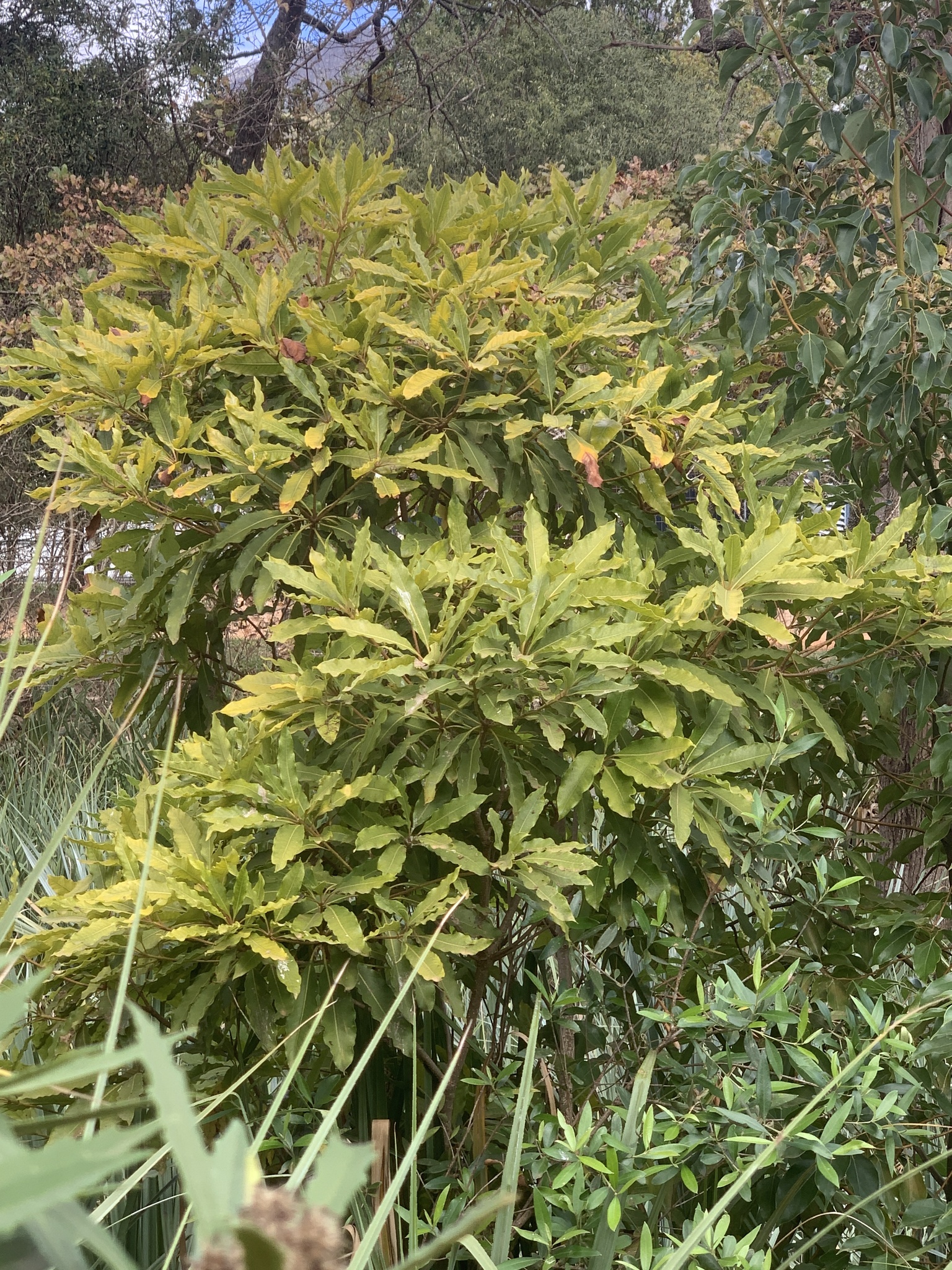 Australian Cheesewood (Pittosporum undulatum)