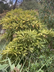 Wogenblättriges Klebsamen (Pittosporum undulatum)